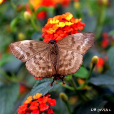 神话天堂变态版下载