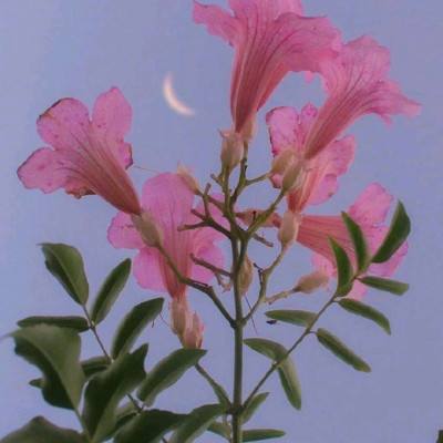 幻剑苍穹游戏下载